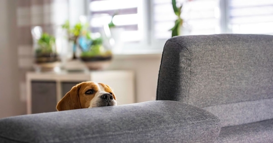 A dog leaned up on the arm rest of a sofa
